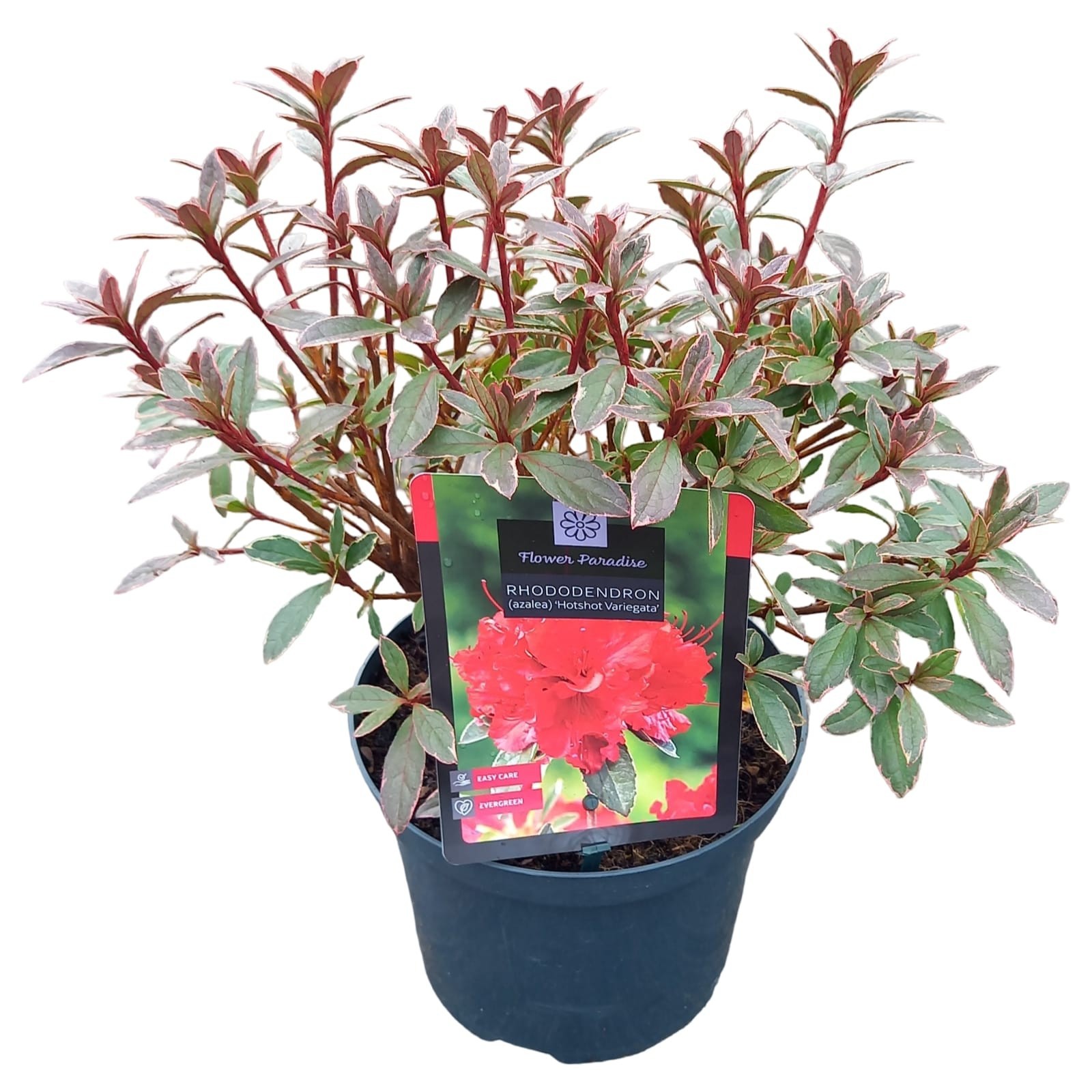 Rhododendron (AJ) 'Hotshot Variegata', D 18