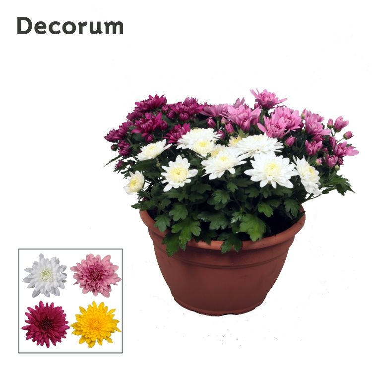 Chrysanne® Grandezza schaal Carnaval L, D 25 cm Chrysanne® Grandezza schaal Carnaval L, D 25 cm