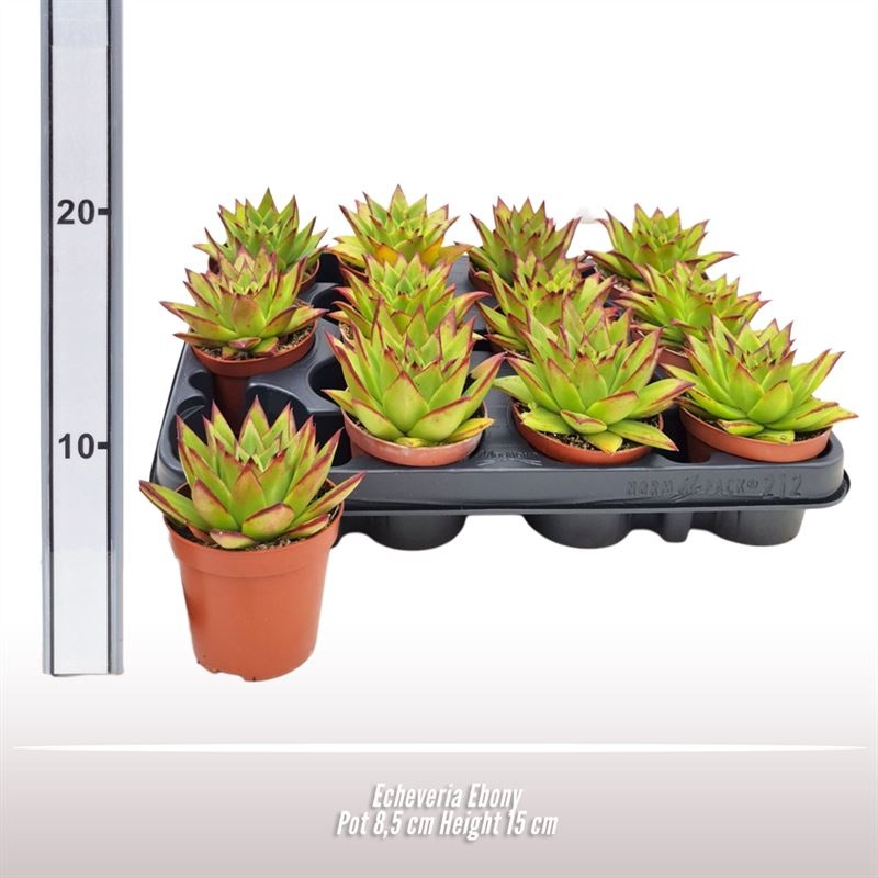 Echeveria Ebony, D 8,5