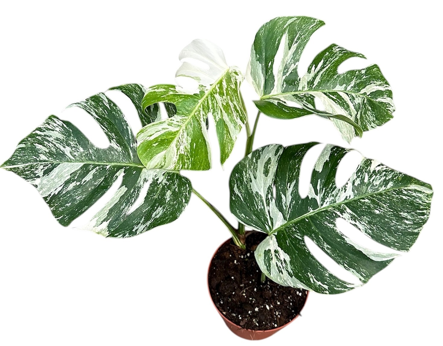 Monstera Deliciosa Variegata, D 17