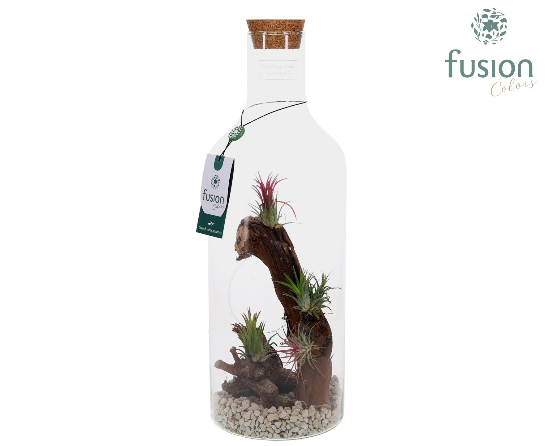 Green Bottle Fles Medium Maritiem met Tillandsia Air Plants, D 15