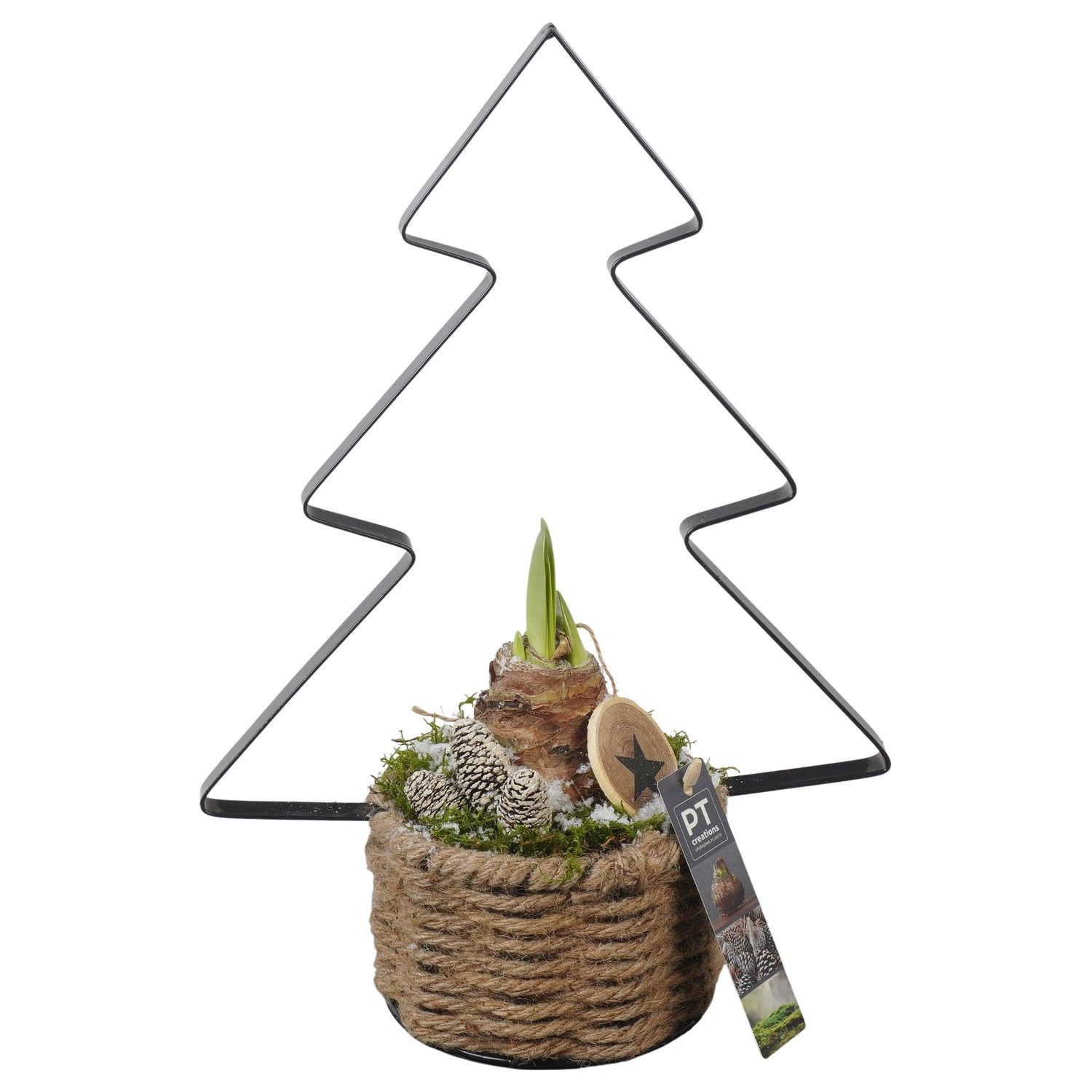 PTACH5908 Arrangement Amaryllis Christmas in touw mand met metaal, D 14 cm