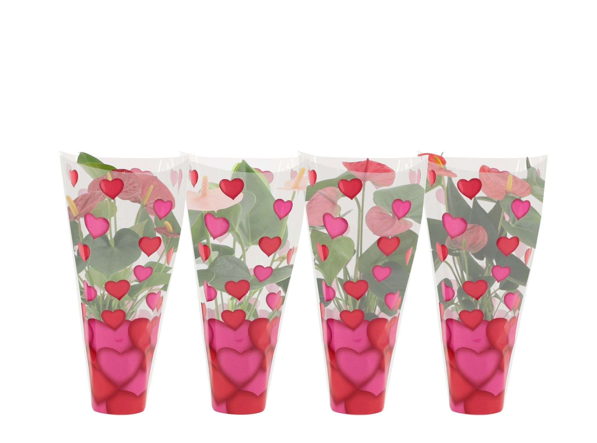 Anthurium 4 color mix in heart sleeve Lilly, D 9