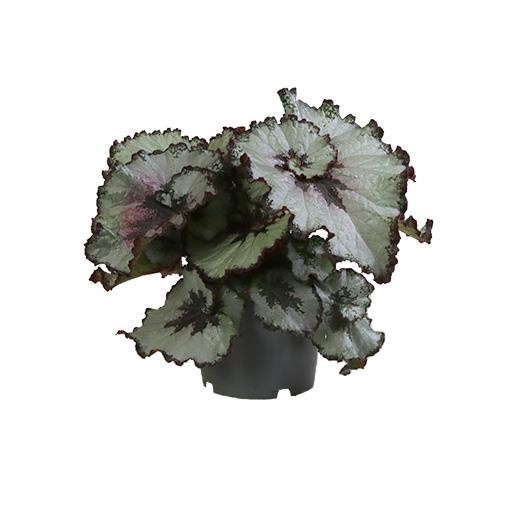 BEGONIA REX-HYBRID 'ESCARGOT', D 12