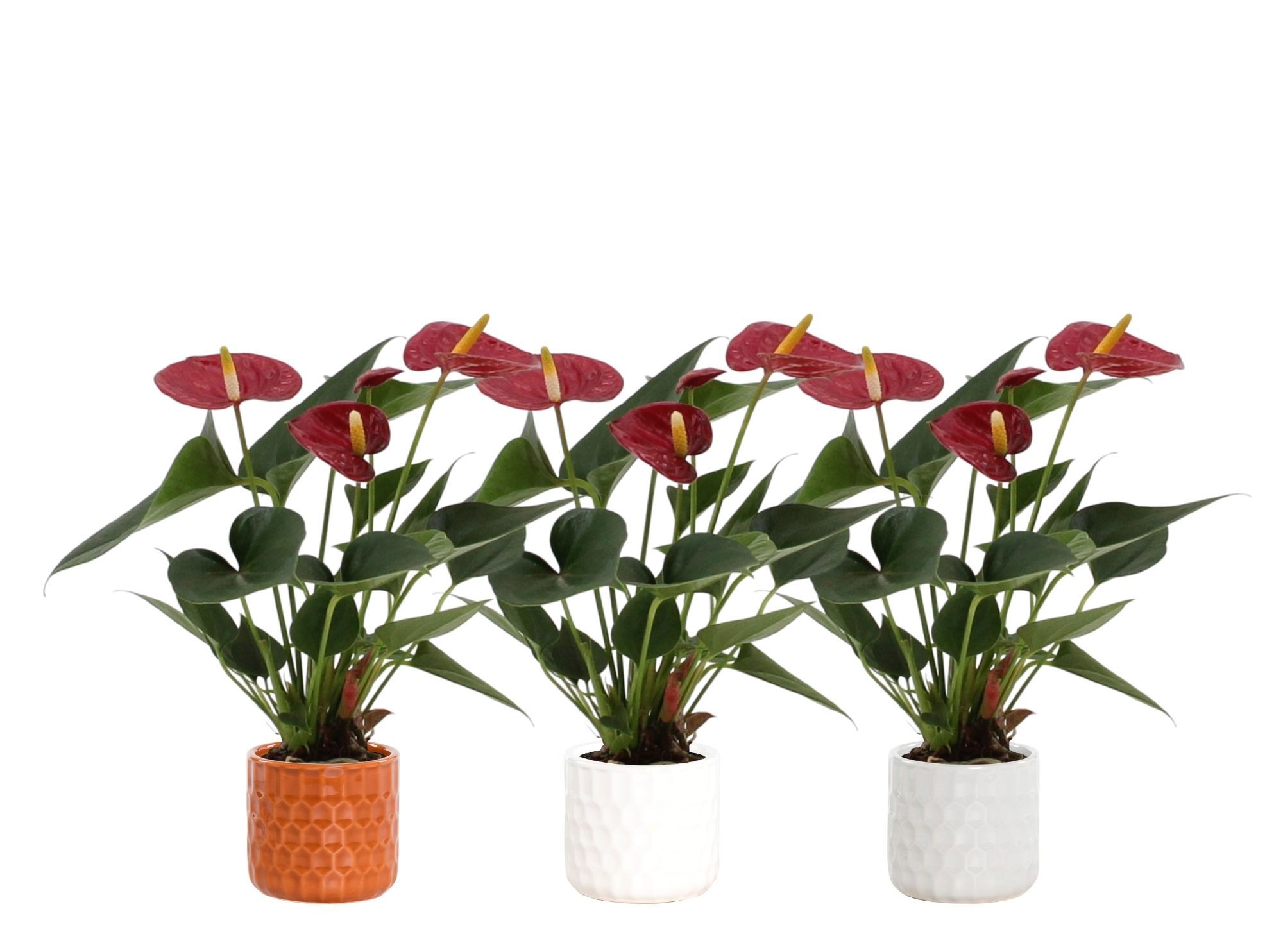 Anthurium 7 cm Diamond Red in Katie ceramics, D 7