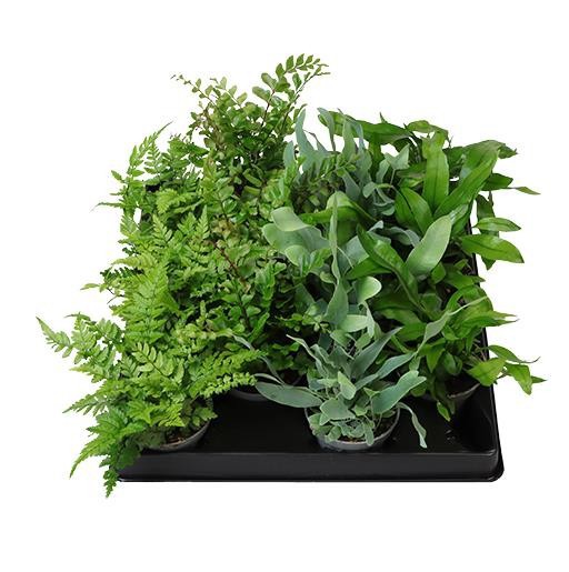 FERN MIX 65312, D 6 cm FERN MIX 65312, D 6 cm