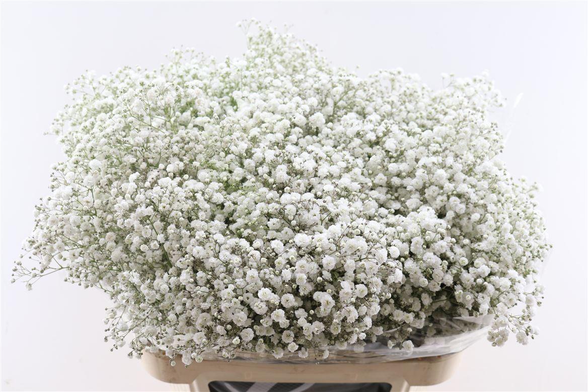 Гипсофила Экселенс 80 (бел.), шт.
