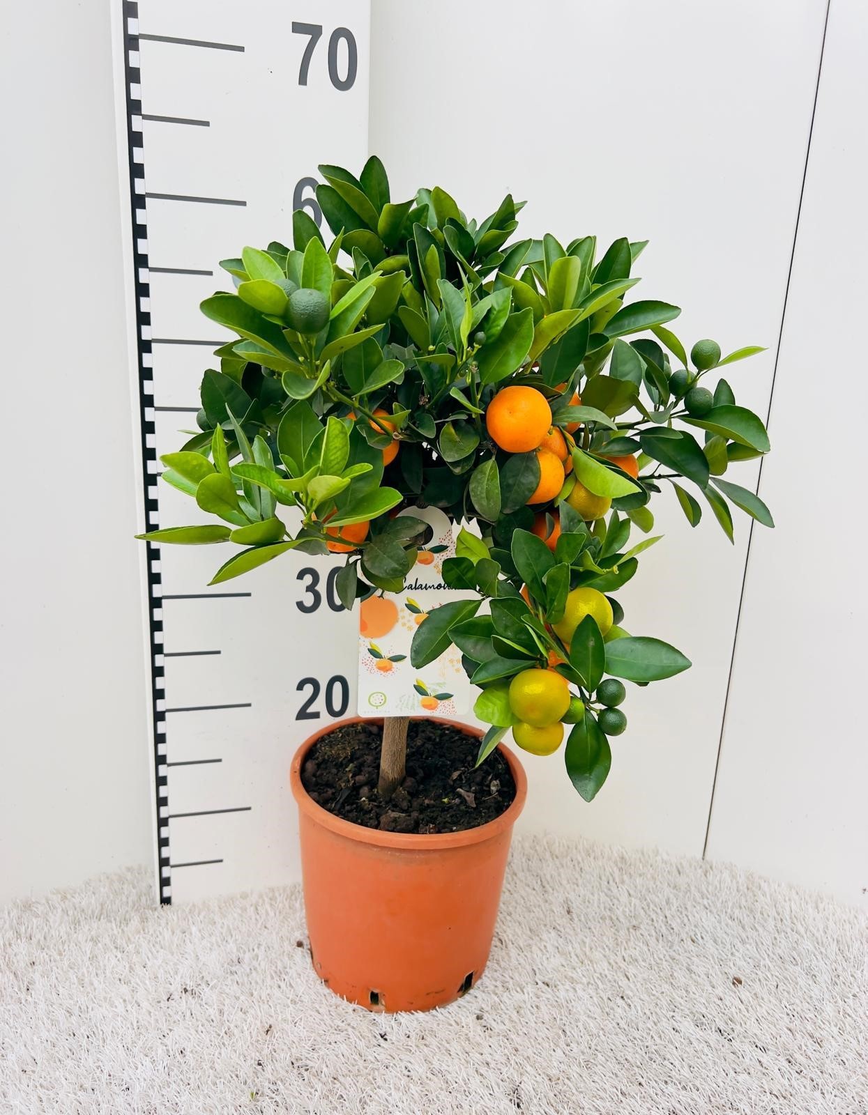 Citrus Calamondin on stem, D 19