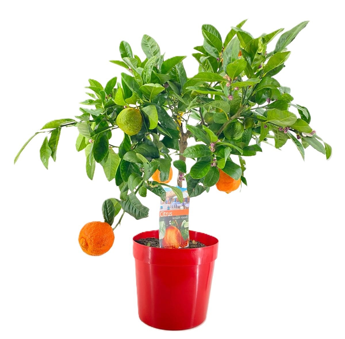 Citrus lemon rosso, D 21