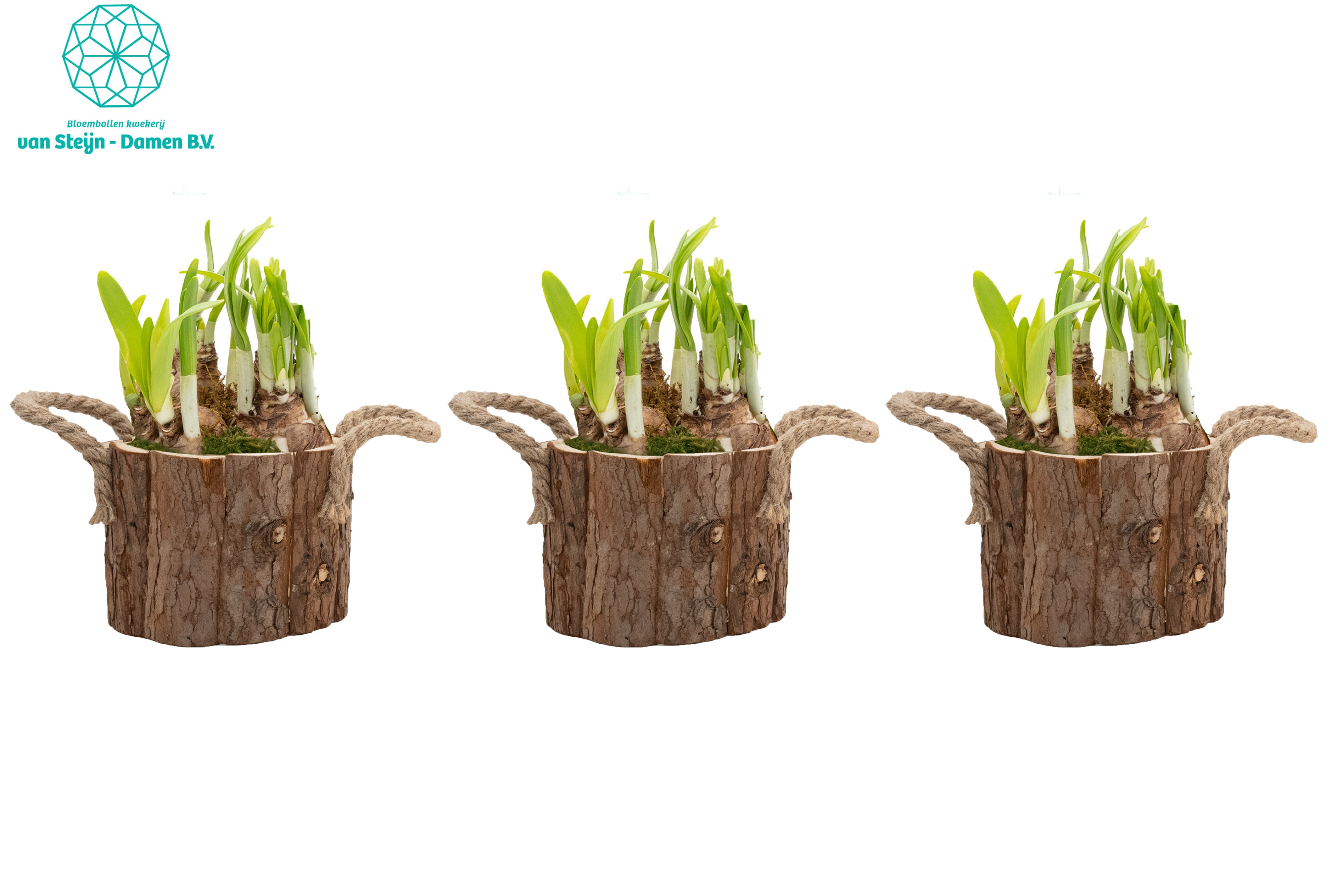 Narcissus 'Wooden Touch' (Without Moss), D 14