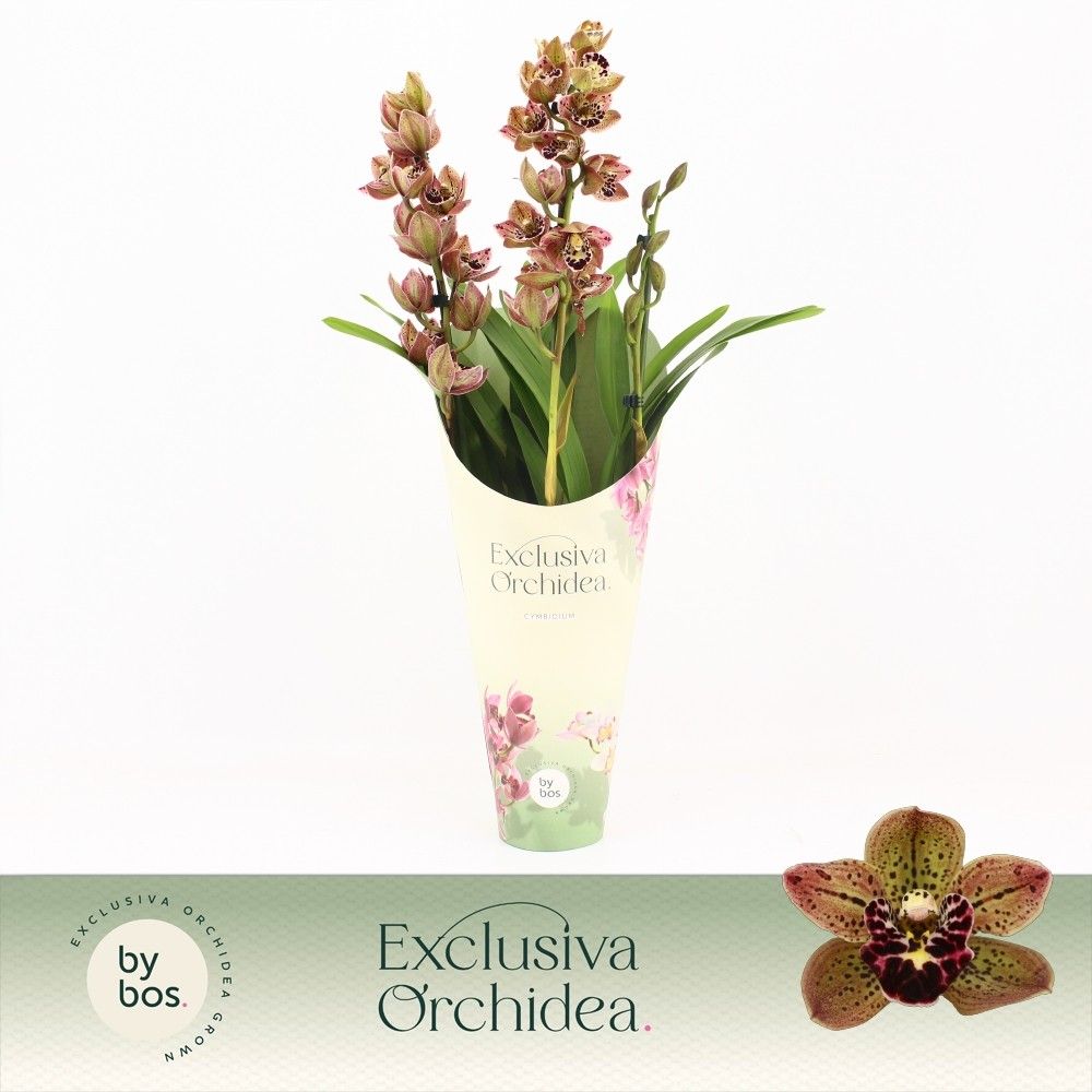 Cymbidium, Magic Bird 3-spike 'Exclusiva Orchidea' Potcover, D 12