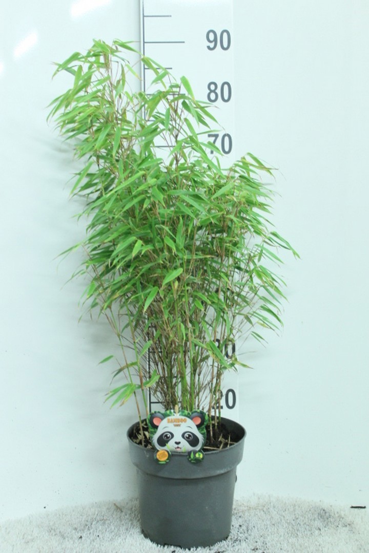 Fargesia rufa P23, D 23