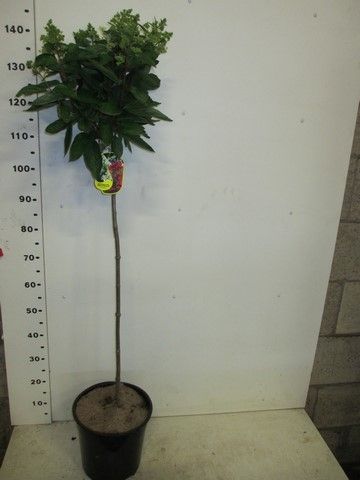 Hydrangea pan. Magical Vesuvio 90st. P28, D 28 cm