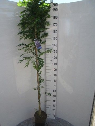 Wisteria f. Domino 200 cm P21, D 21 cm