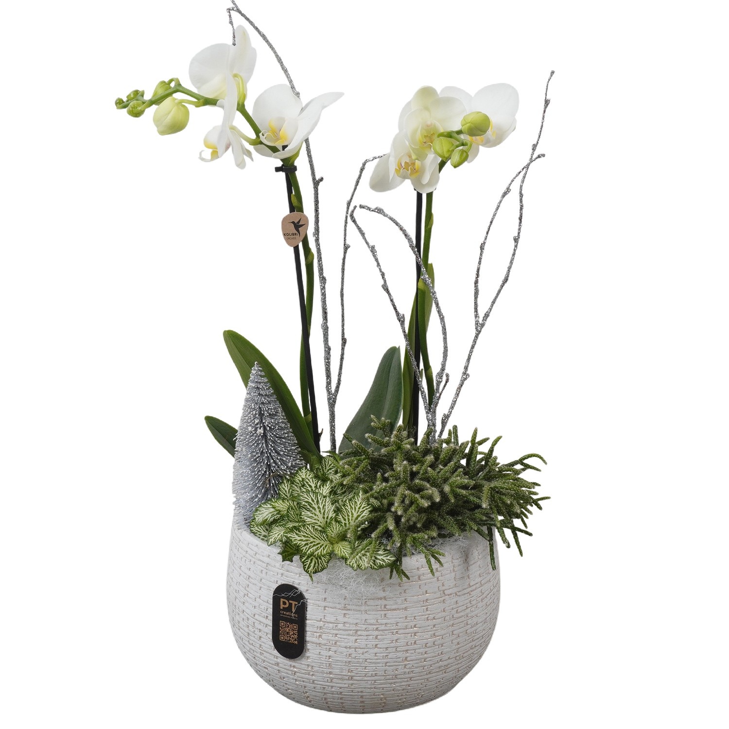 PTPCE3604 Arrangement Phalaenopsis Christmas Exclusive in keramiek schaal, D 19 cm