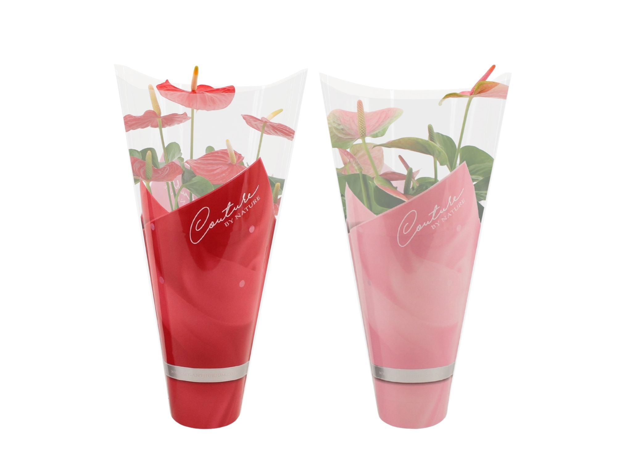 Anthurium 14 cm red & pink mix in Couture sleeve, D 14