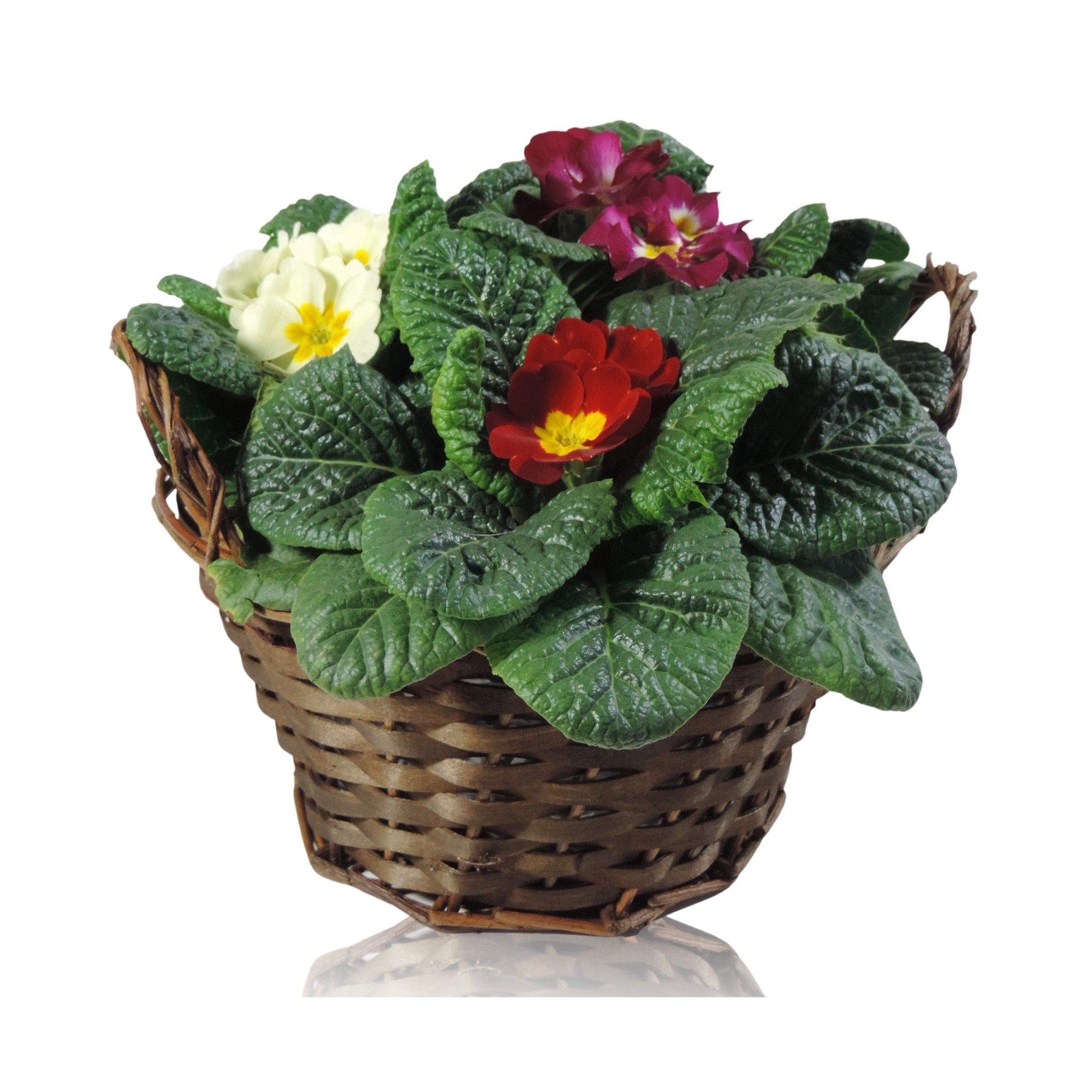 Primula Acaulis Carnaval Mand 19 cm, D 19