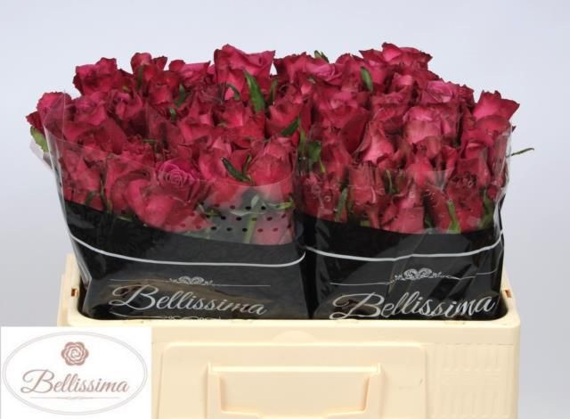 Роза од. Инвитэбл 50, шт.