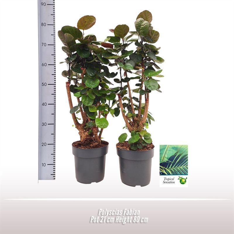 Polyscias Fabian, D 21