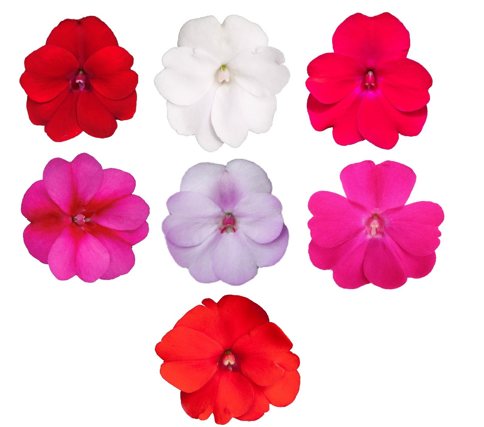 Sunpatiens XL 17 CM - Mixtray, D 17