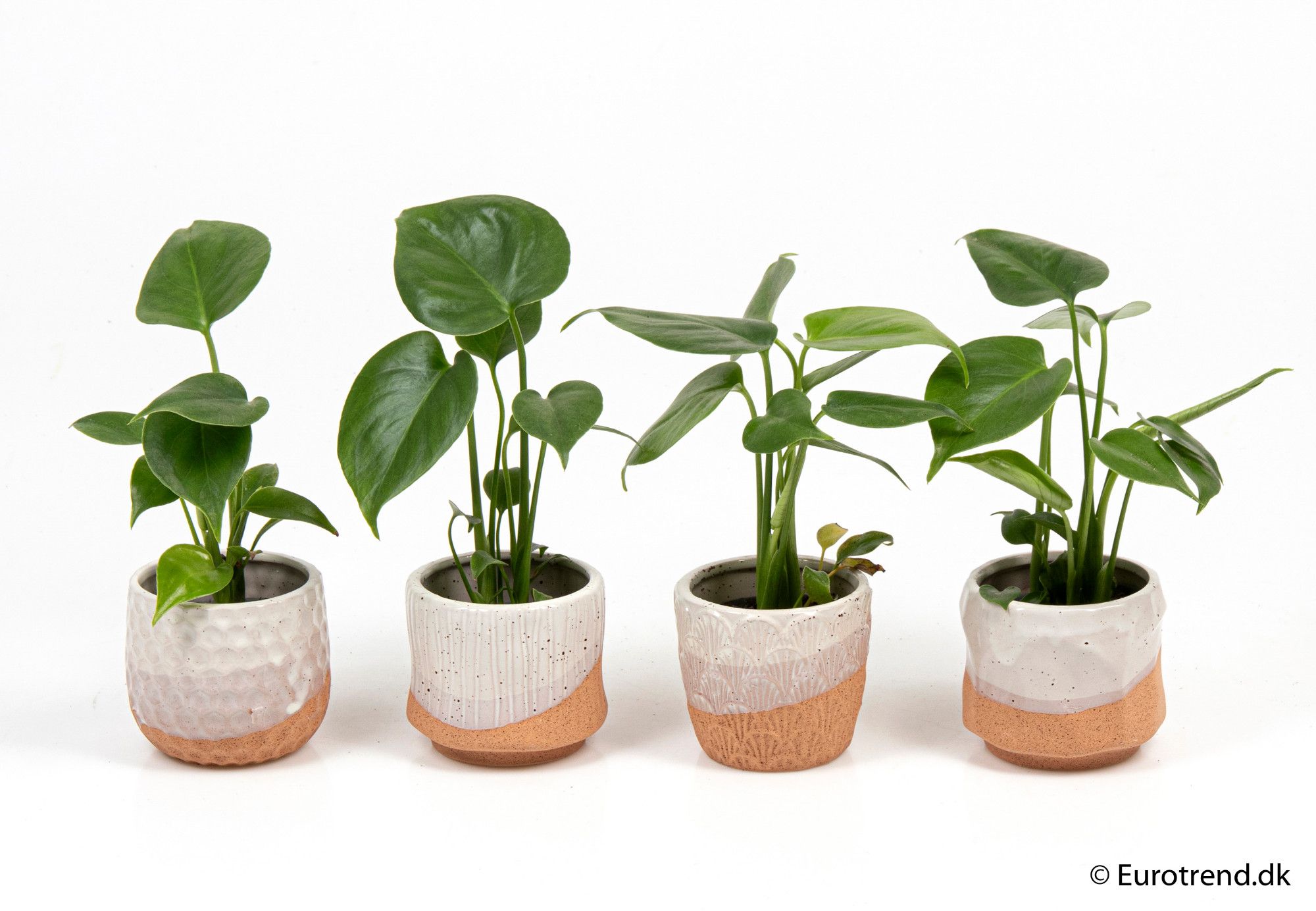 Monstera deliciosa in ceramic - New Look 2025, D 6