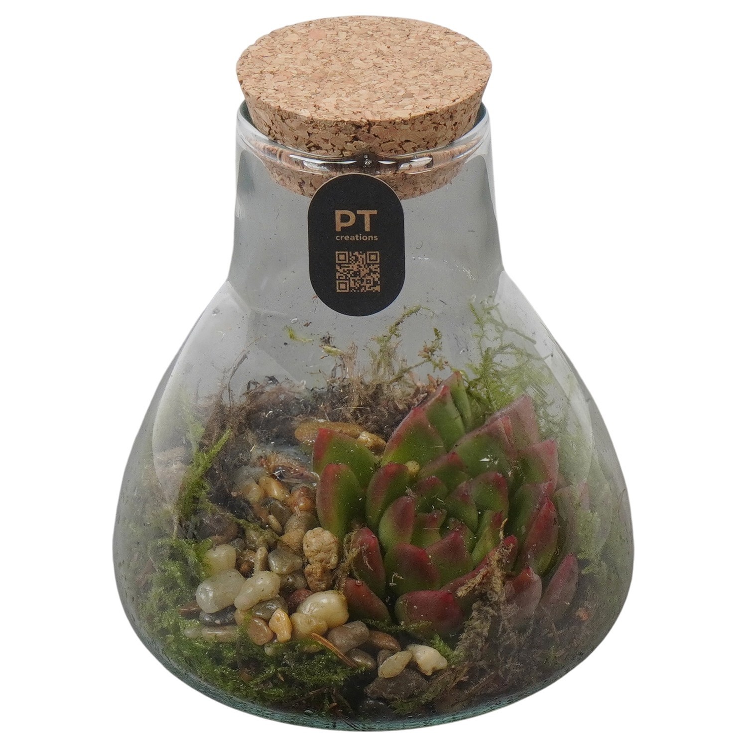 PTIG2706 Arrangement Indoor in glazen terraruim, D 11