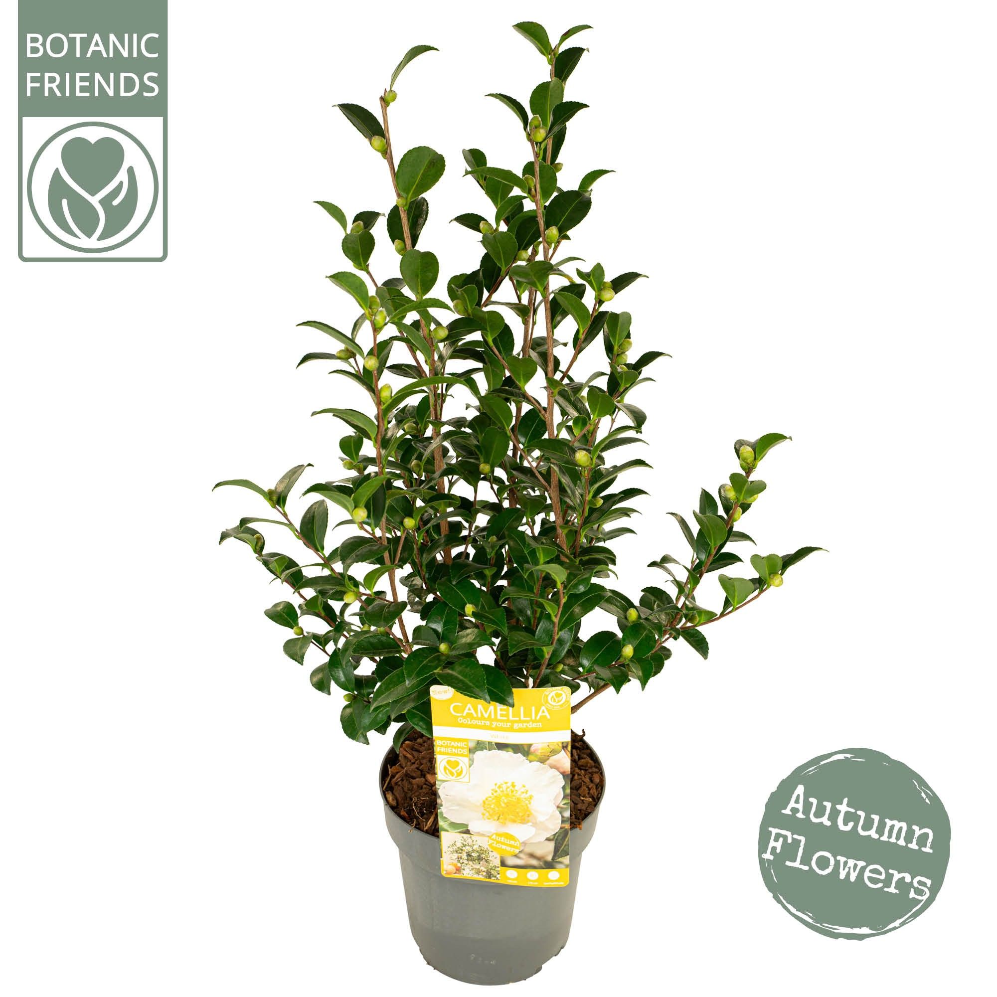 Camellia sas. 'White' Premium, D 19 cm