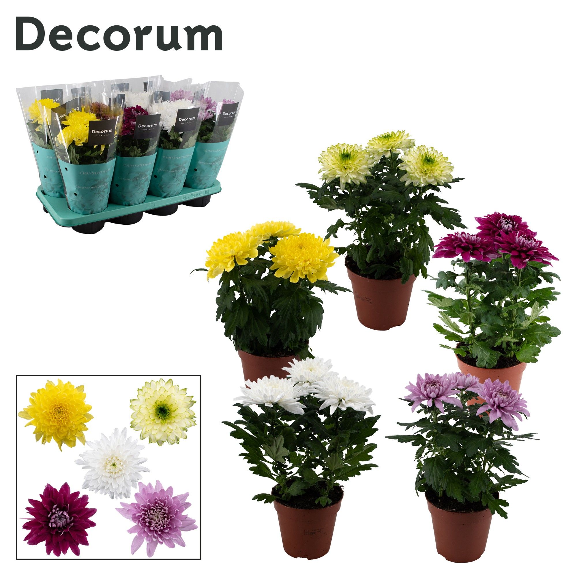 Decorum Chrysanne® Zembla Next mix, D 13 cm