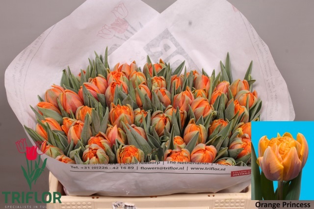 Тюльпан дв. Оранж Принцесс (оранж.), шт. Тюльпан дв. Оранж Принцесс (оранж.), шт.