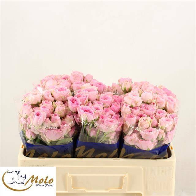 Роза куст. Иветте 50, шт. Роза куст. Иветте 50, шт.