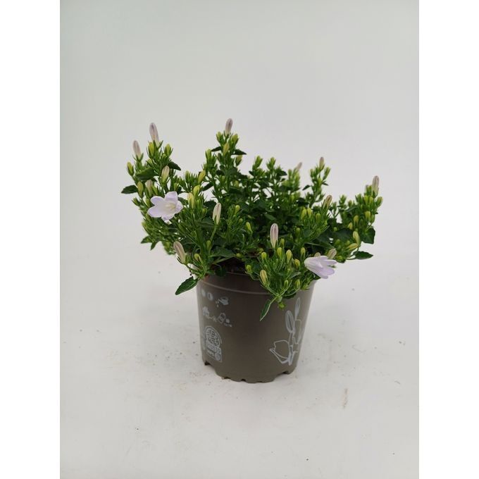 754 SV : Pot 12 Campanula Take white, D 12
