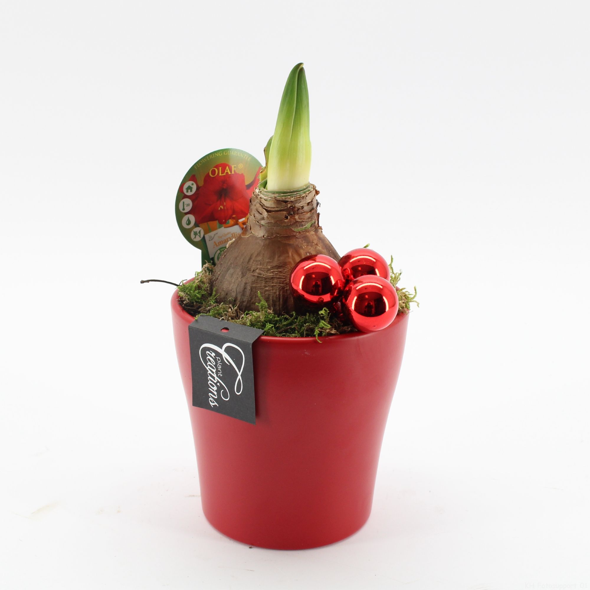HXFD-2504R Xmas Amaryllis Fundamentals, D 14 cm