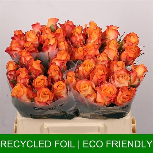 Роза од. Монализа+ 35, шт.