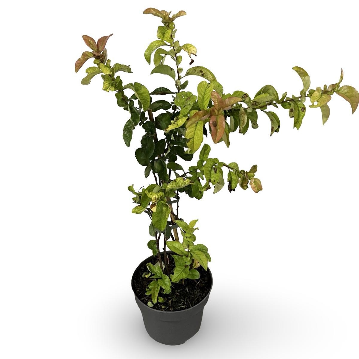 Chaenomeles spec. 'Scarlet Storm', D 21 cm