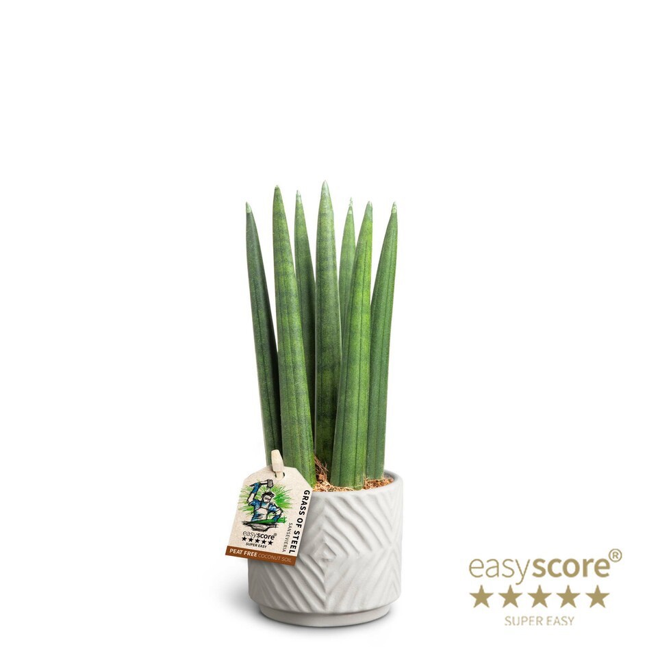 SANSEVIERIA CYLINDRICA 40631725 Dune Straight, D 7 cm