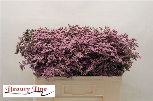 Лимониум Сафора Оши Пинк 50, шт.