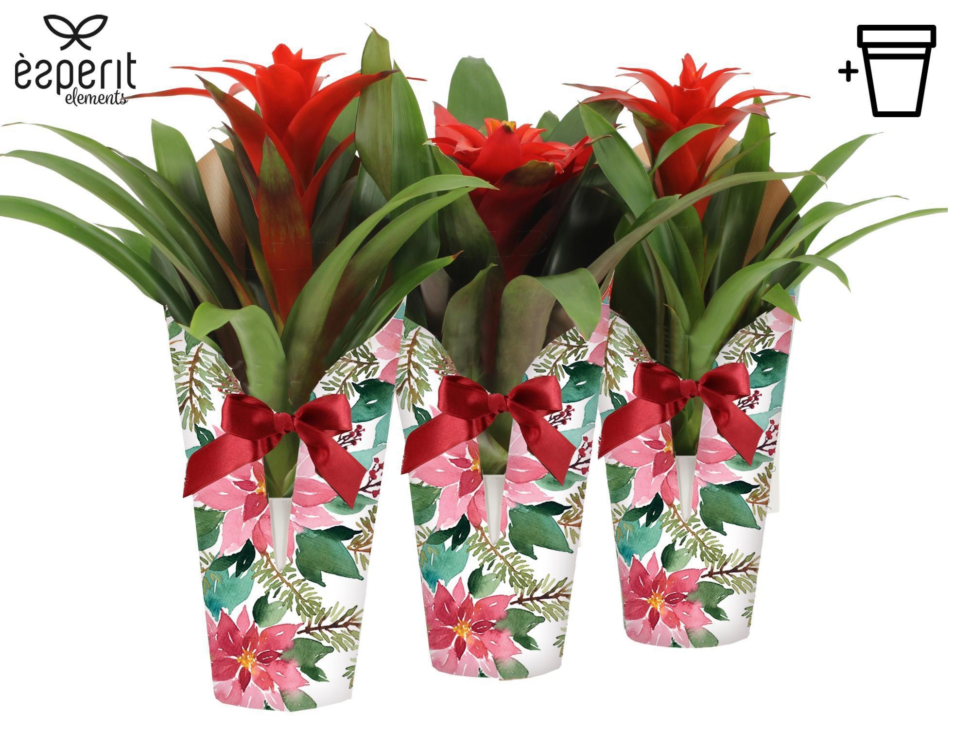 6501318: Solutionss X-mas, D 12