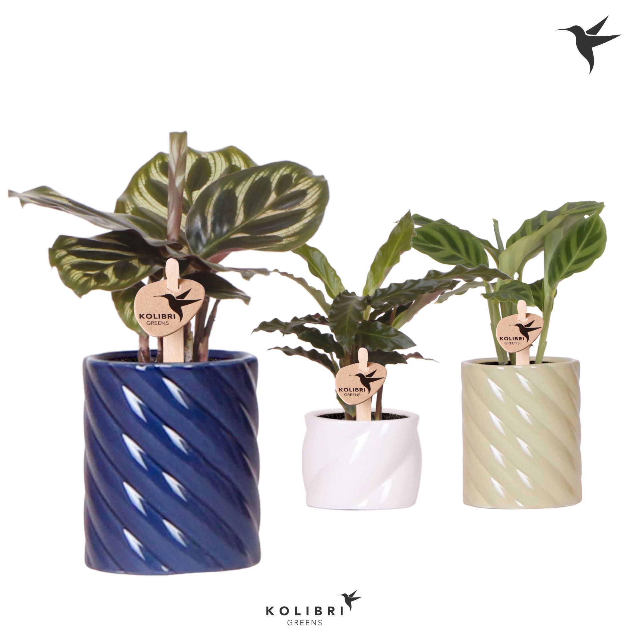 Kolibri Greens Calathea mix in Candy pot blue mix, D 6