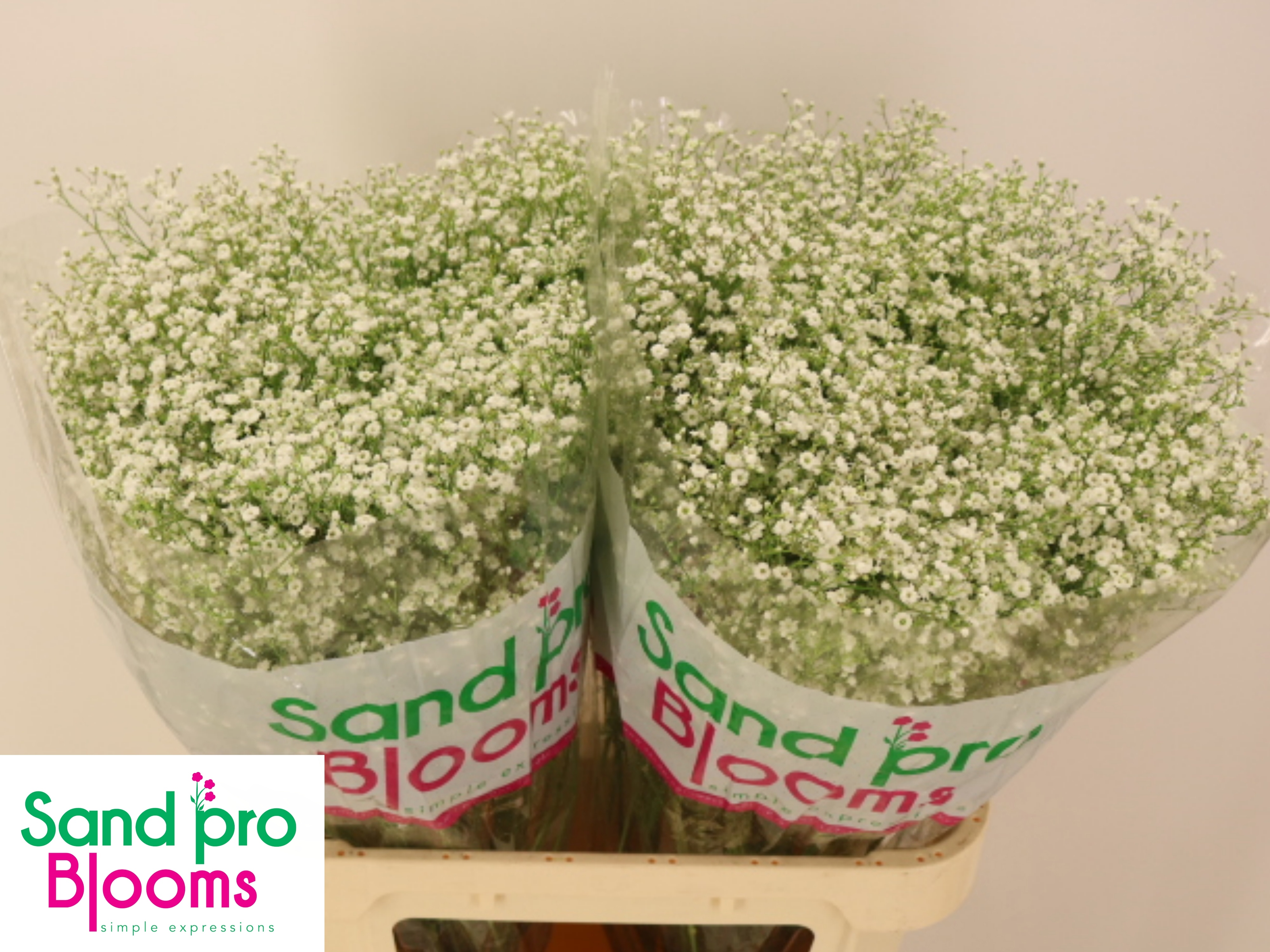 Гипсофила Дискавери 80, шт.