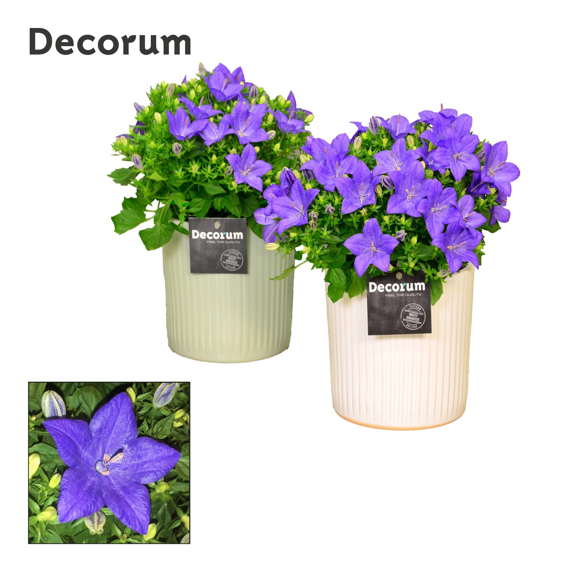 Campanula 'Napoli' Decorum Sophie, D 13