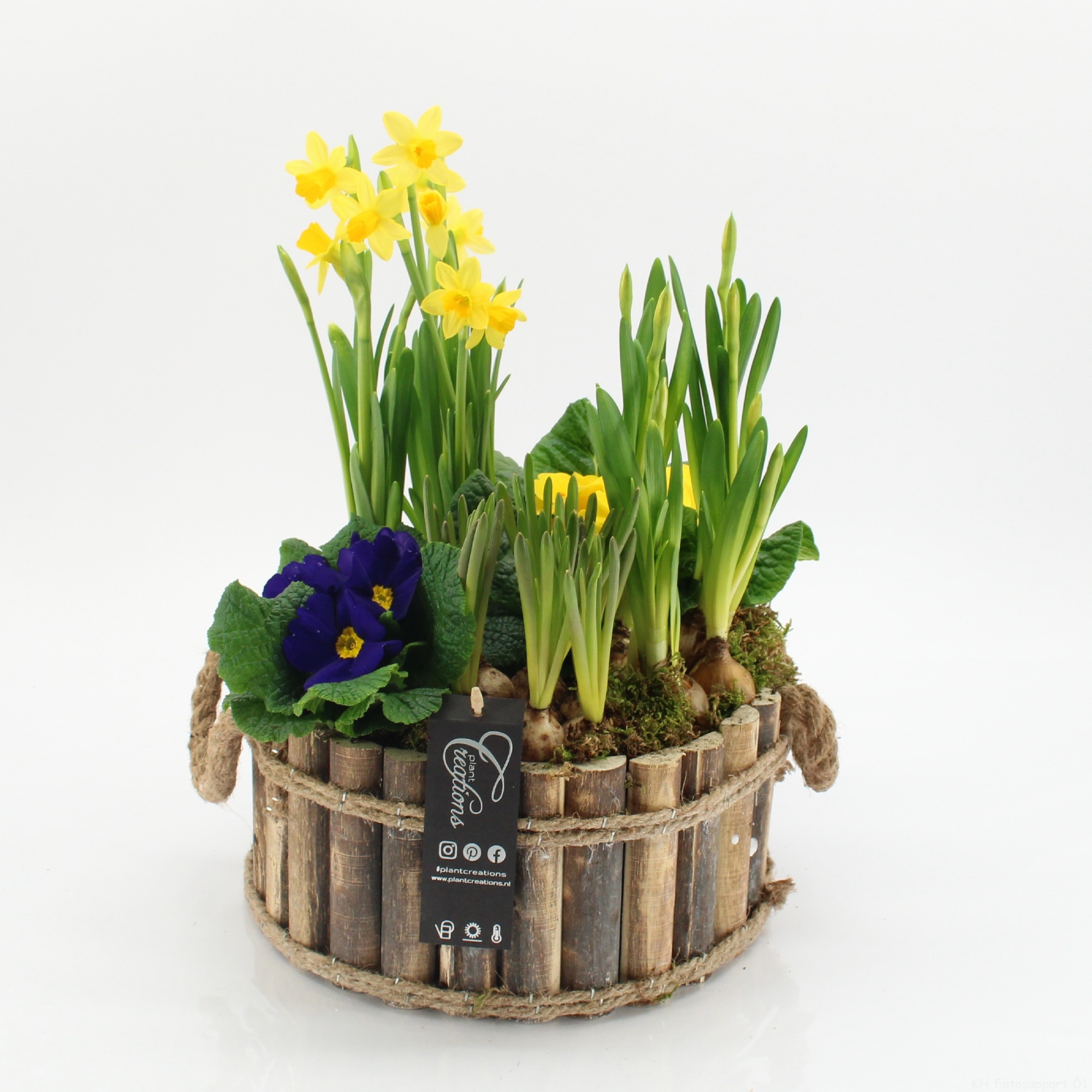 PMCR-2649 Primula creations, D 26