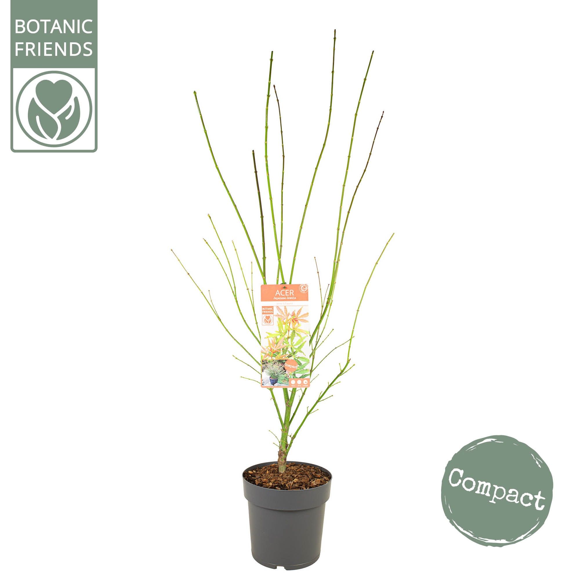 Acer palm. 'Jerre Schwartz', D 24