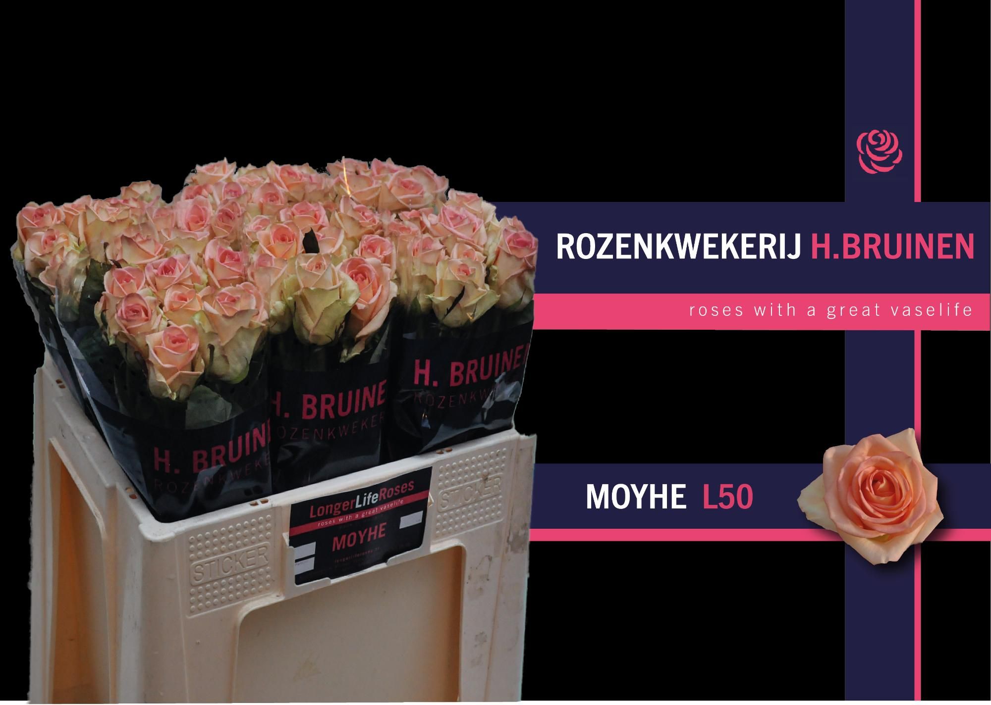 Роза од. Мое 50, шт.