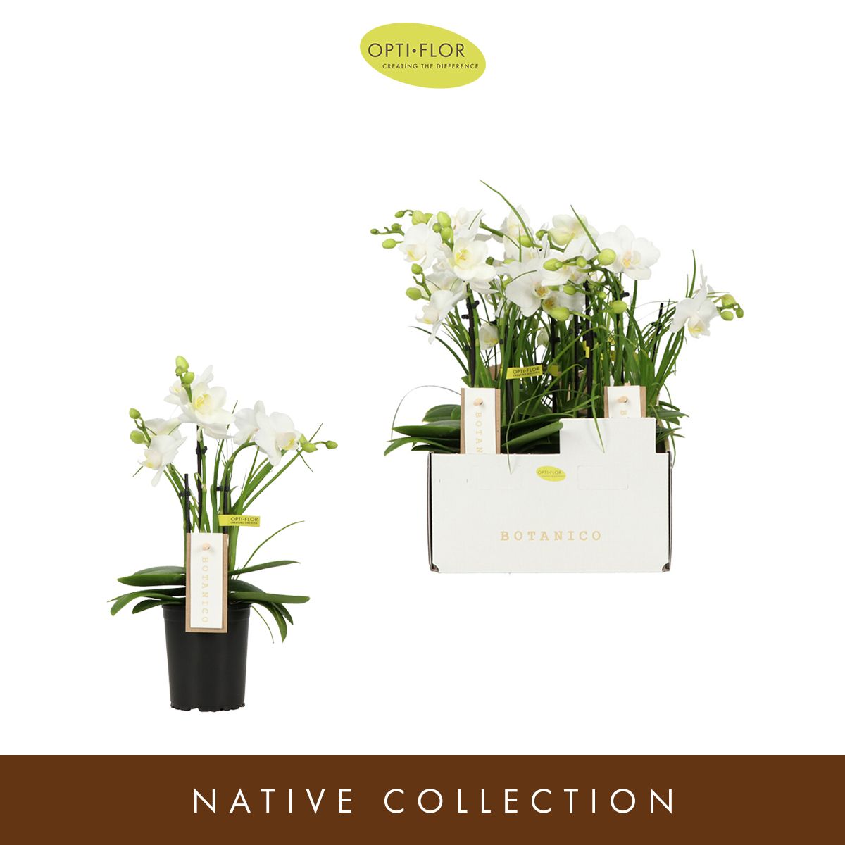 Botanico Nolina White 3 spike, D 9 cm