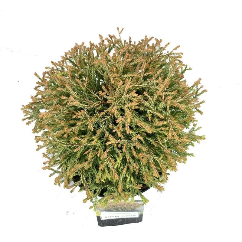 Thuja occ. 'Golden Tuffet', D 18