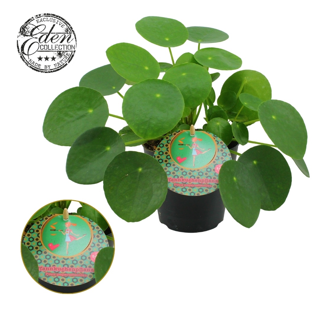 Pilea Peperomioides 12cm Duits etiket, D 12