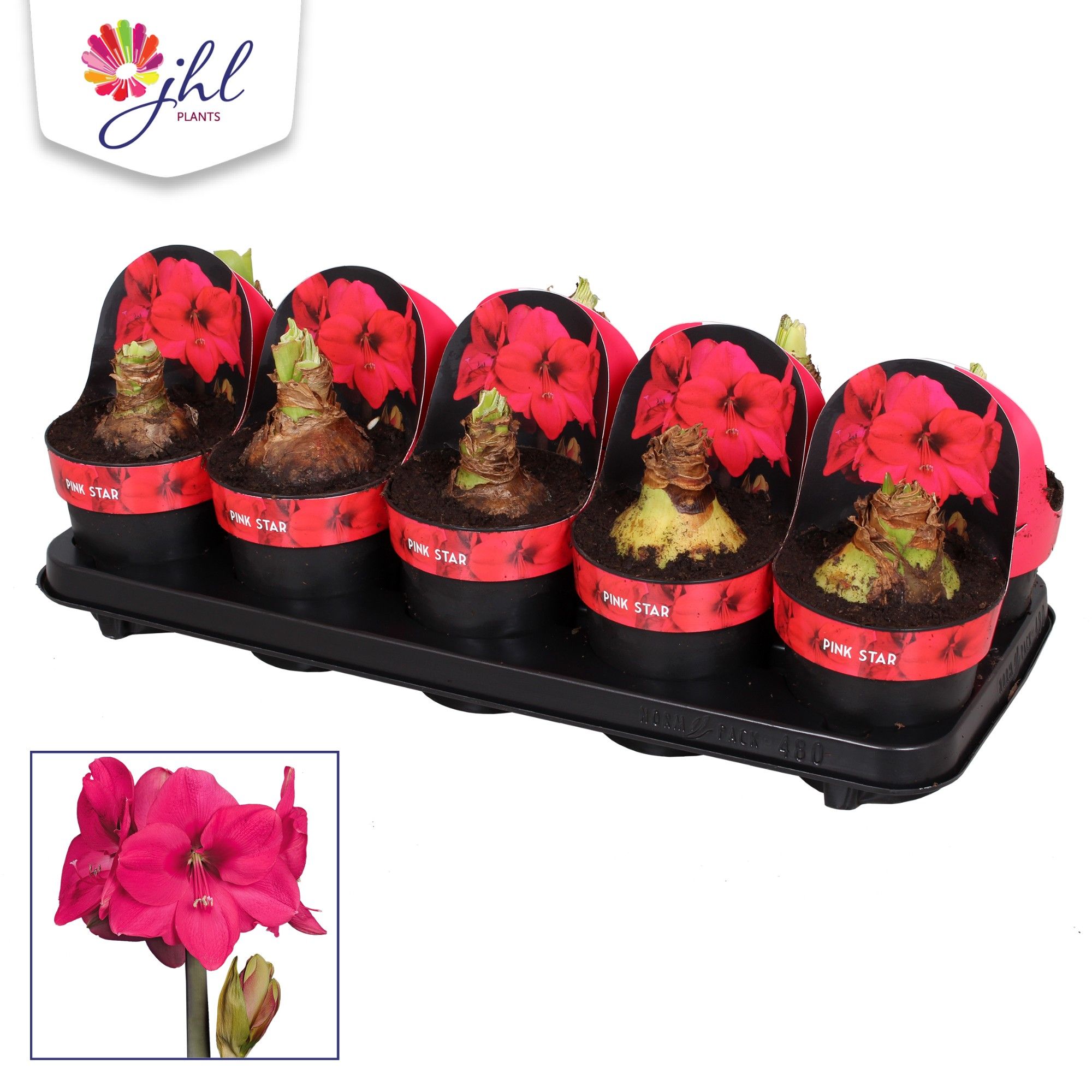 Amaryllis Pink Star, D 12 cm Amaryllis Pink Star, D 12 cm