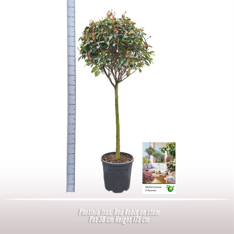 Photinia fras. Red Robin op stam, D 38