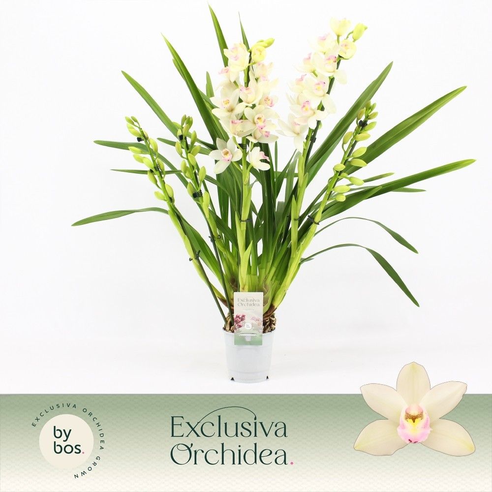 Cymbidium, Heino 5-spike 'Exclusiva Orchidea', D 12
