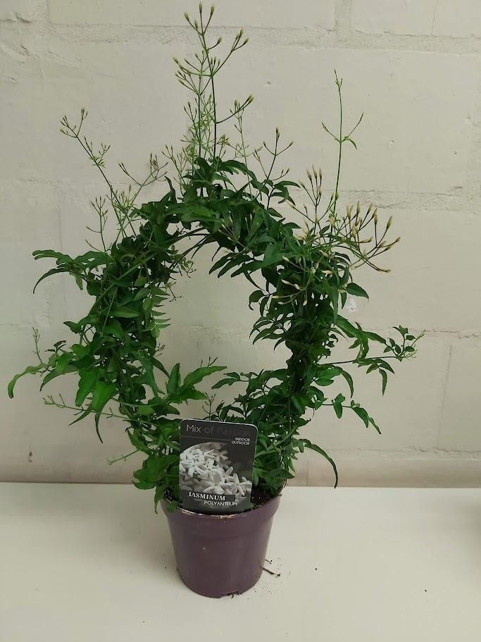523 PLC : Pot 12 cm Jasminum Polyanthum +150 knop, D 12